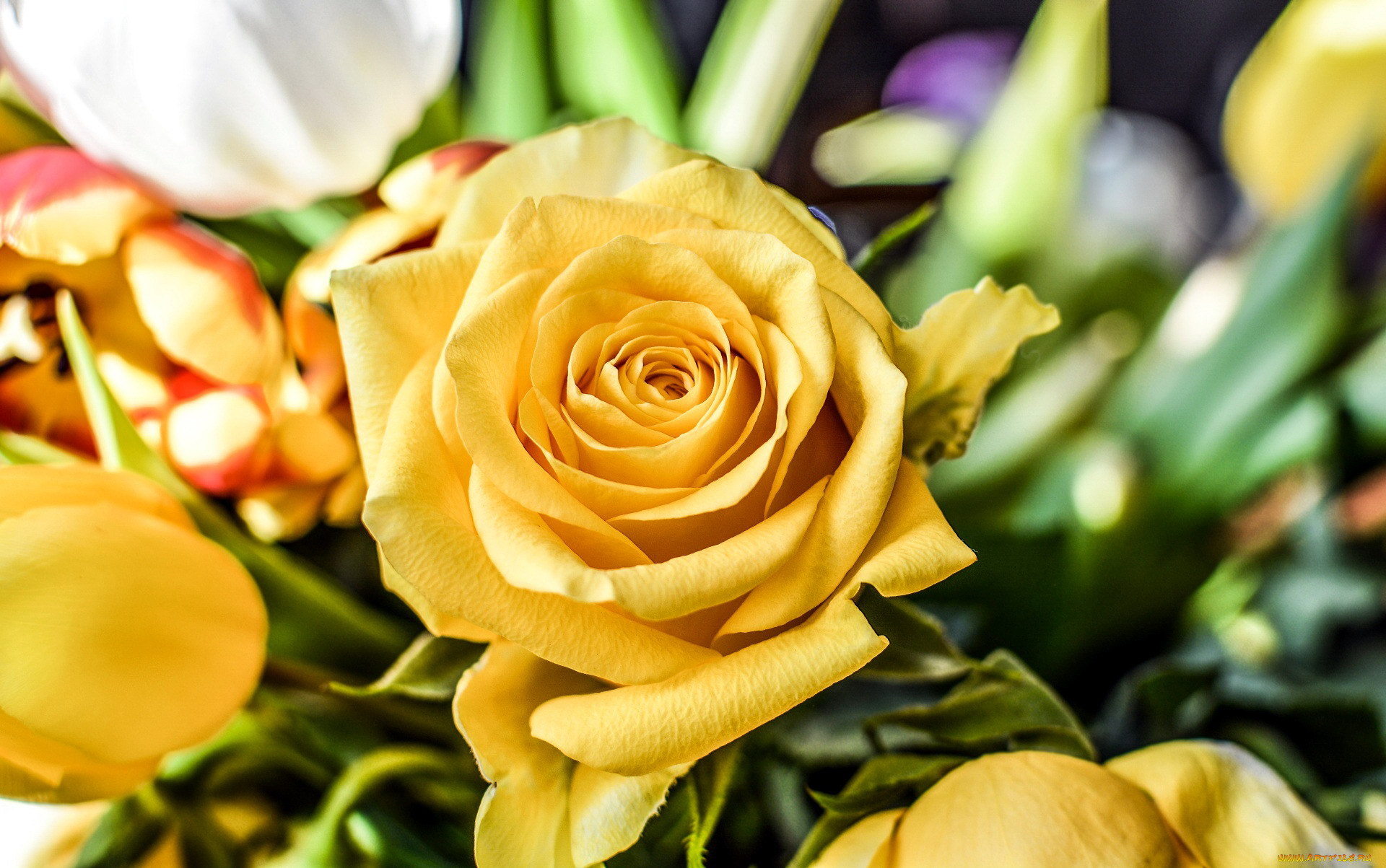 Фон для рабочего стола розы желтые красивый букет